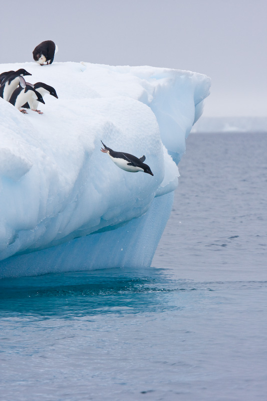 Adélie Penguins Diving Off Iceberg